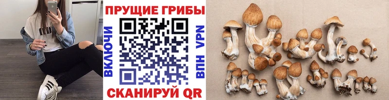 где продают наркотики  Пионерский  Галлюциногенные грибы ЛСД 
